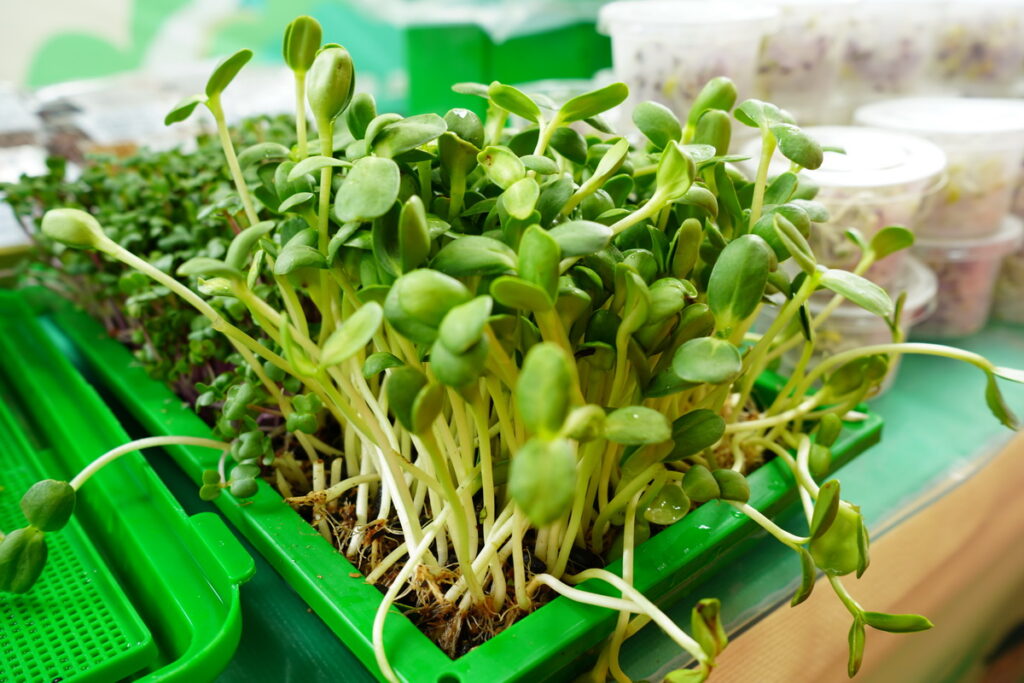 臺北市士林區菁山農場種植各式新鮮芽菜