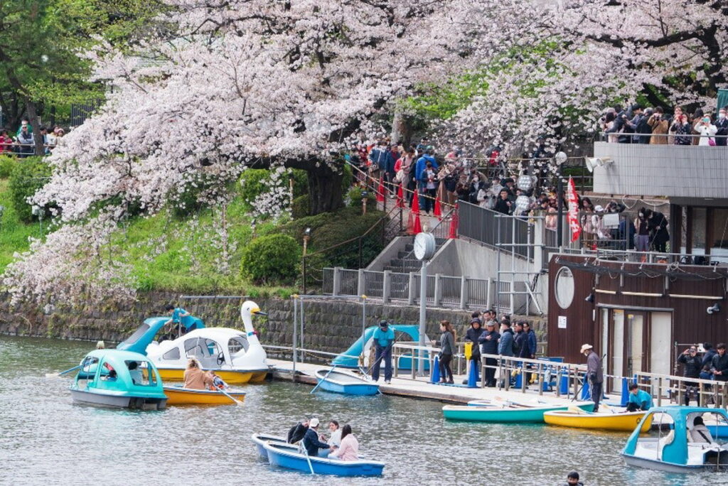 搭乘船遊賞櫻，是「千代田櫻花祭」一大特色。（圖片提供：一般社團法人 千代田區觀光協會）