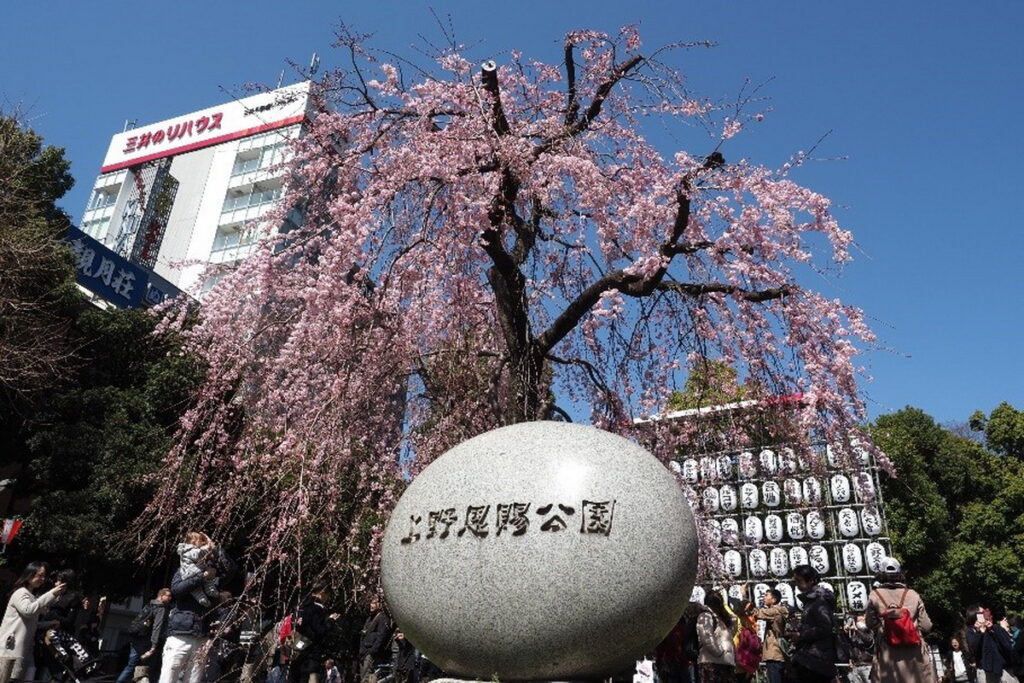 每年都吸引大批賞花人潮的「上野櫻花祭」。（圖片提供：一般社團法人 上野觀光聯盟）