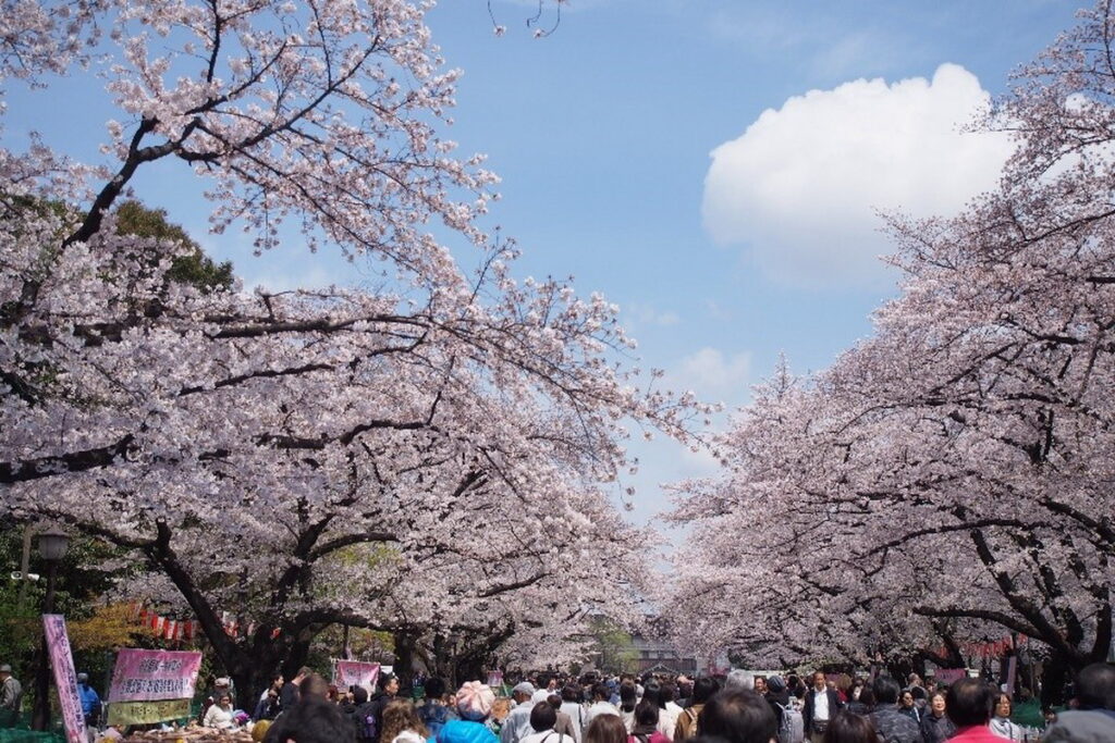 櫻花大道形成粉色花海隧道。（圖片提供：一般社團法人 上野觀光聯盟）
