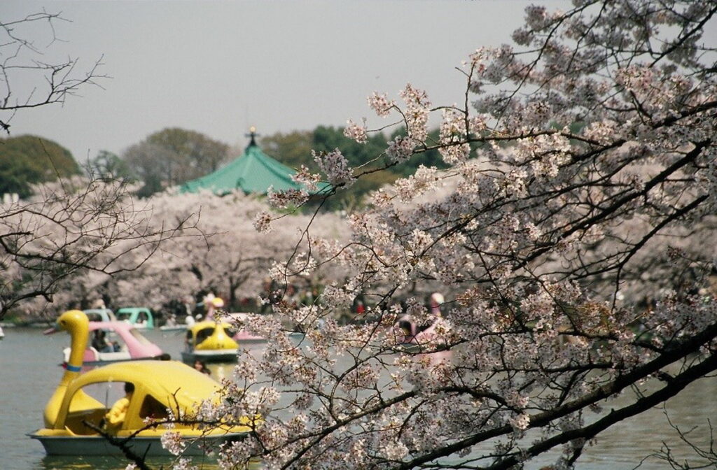 在上野公園乘船遊覽時可欣賞櫻花的不忍池。（圖片提供：一般社團法人 上野觀光聯盟）