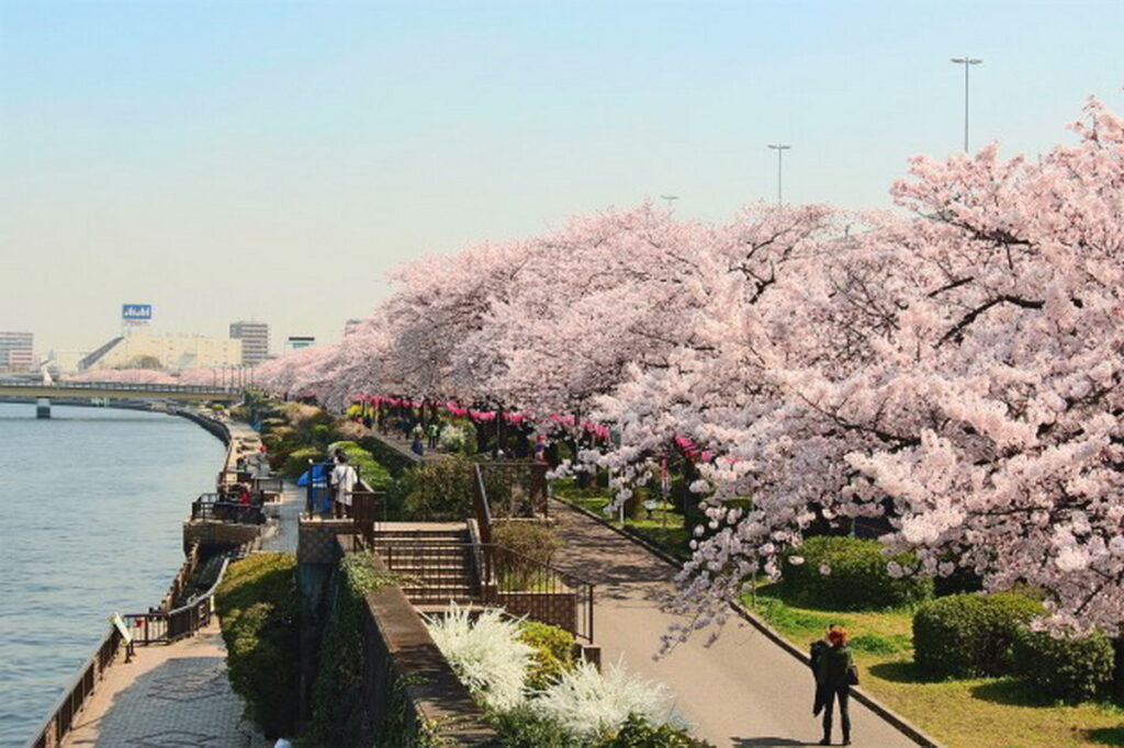 沿著隅田川綿延的櫻花並木，極美景色。（照片提供：一般社團法人 墨田區觀光協會）