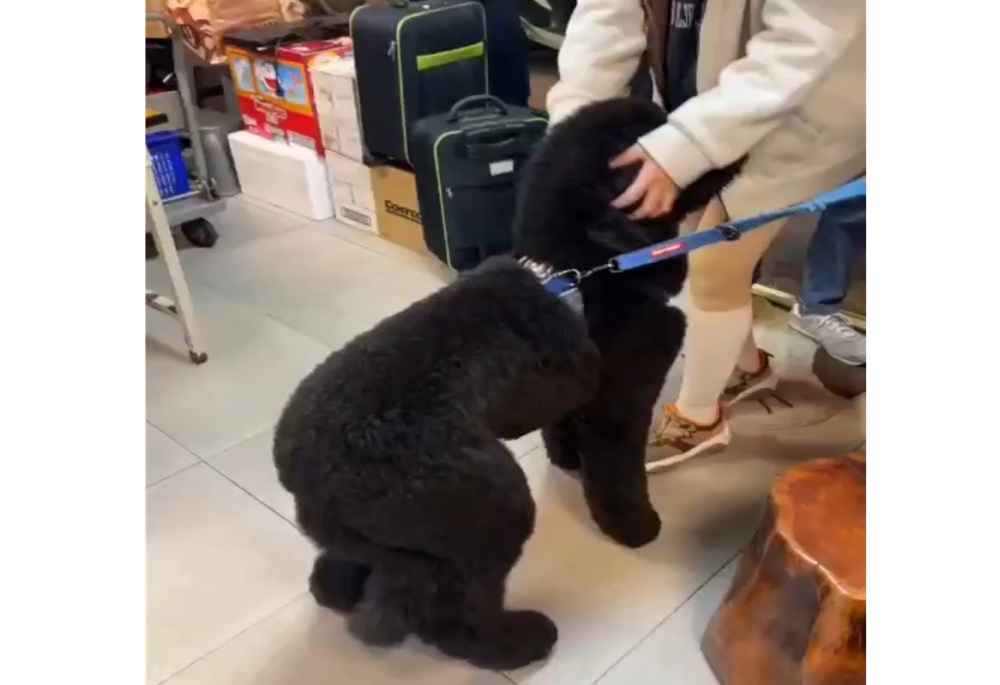 騎車自摔巨型貴賓犬嚇跑 金瑞龍夫人與警聯手尋回Cola 238 248250304a02