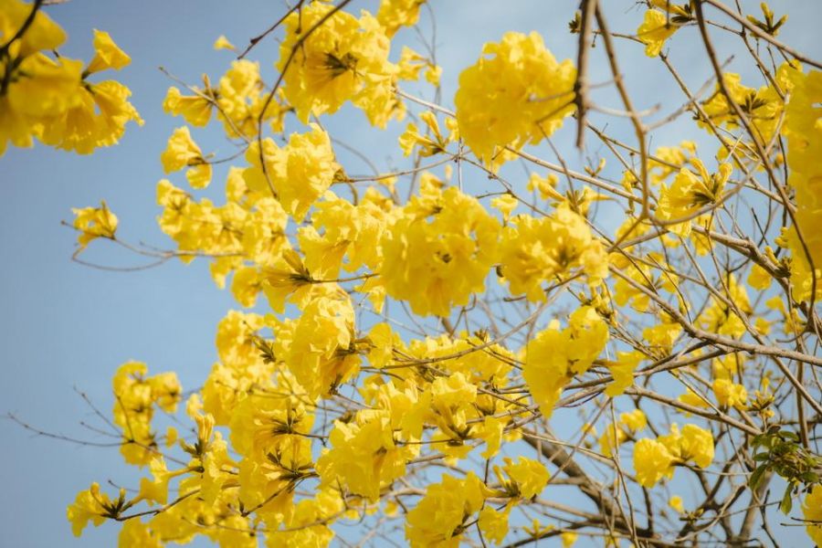 舊電池換野餐籃、野餐墊!嘉市府邀請3/8、9 周末來賞花