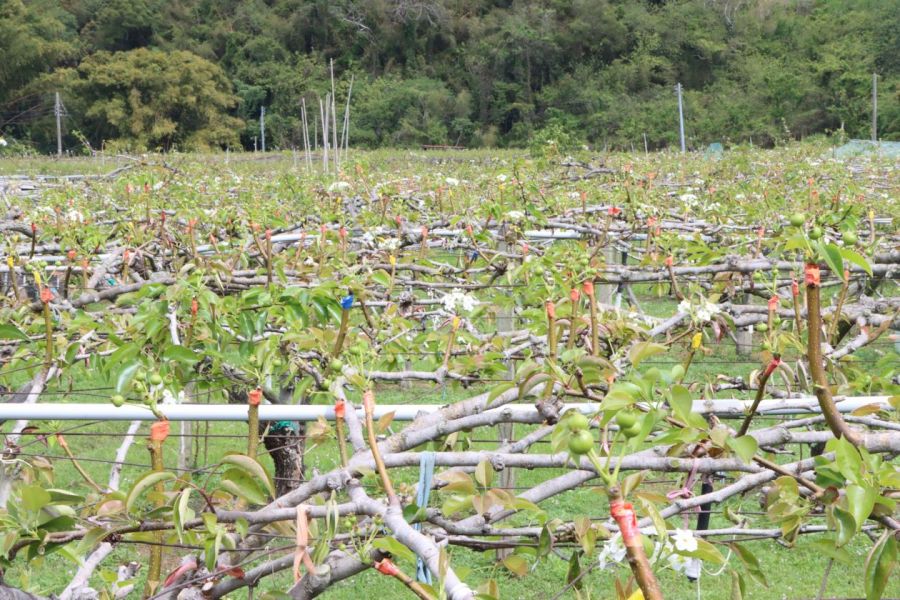 苗縣高接梨受寒害重創　鍾東錦勘災關懷農民協助爭取救助