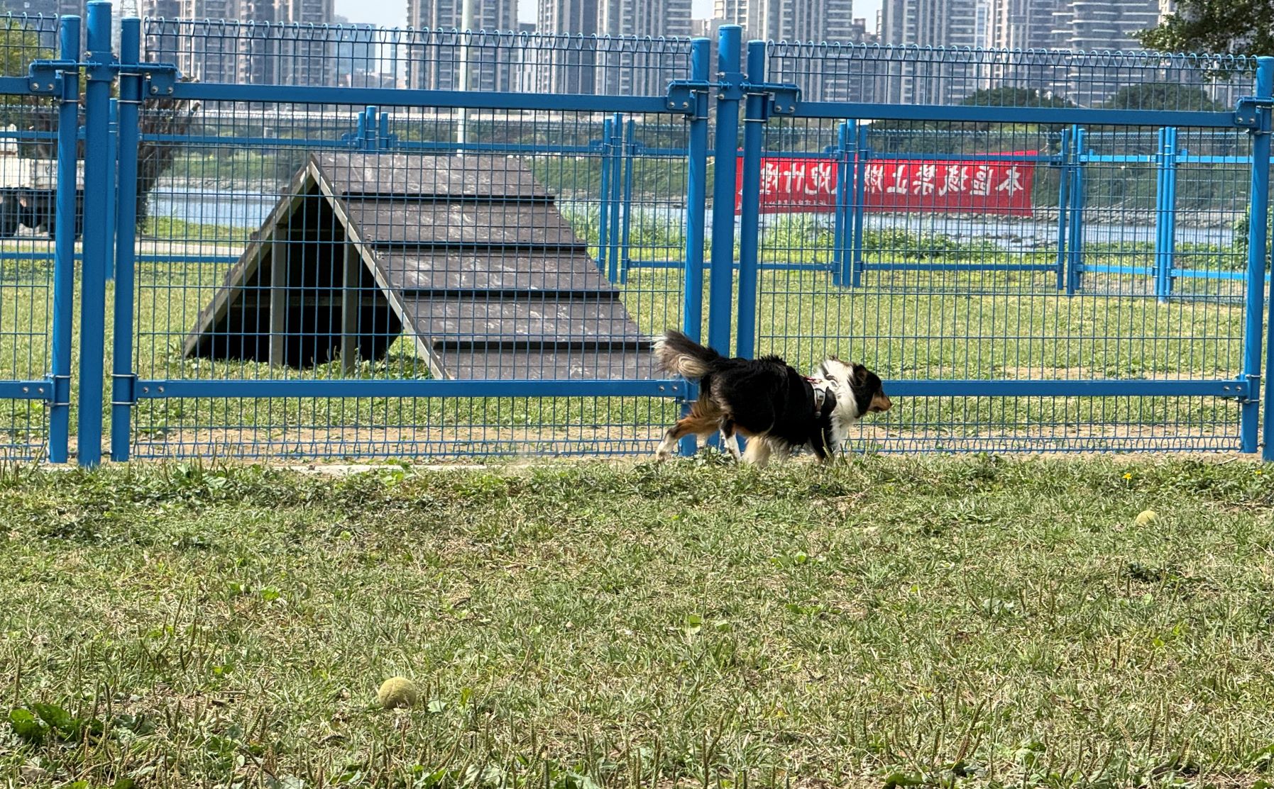 中永和綠寶石寵物公園煥新登場！圍籬升級守護毛孩安全