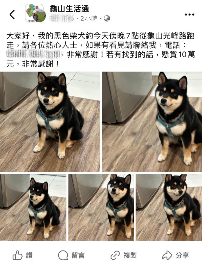 好動黑柴趁隙溜出門 龜山警鷹眼發現牠蹤影 52 S 145489971