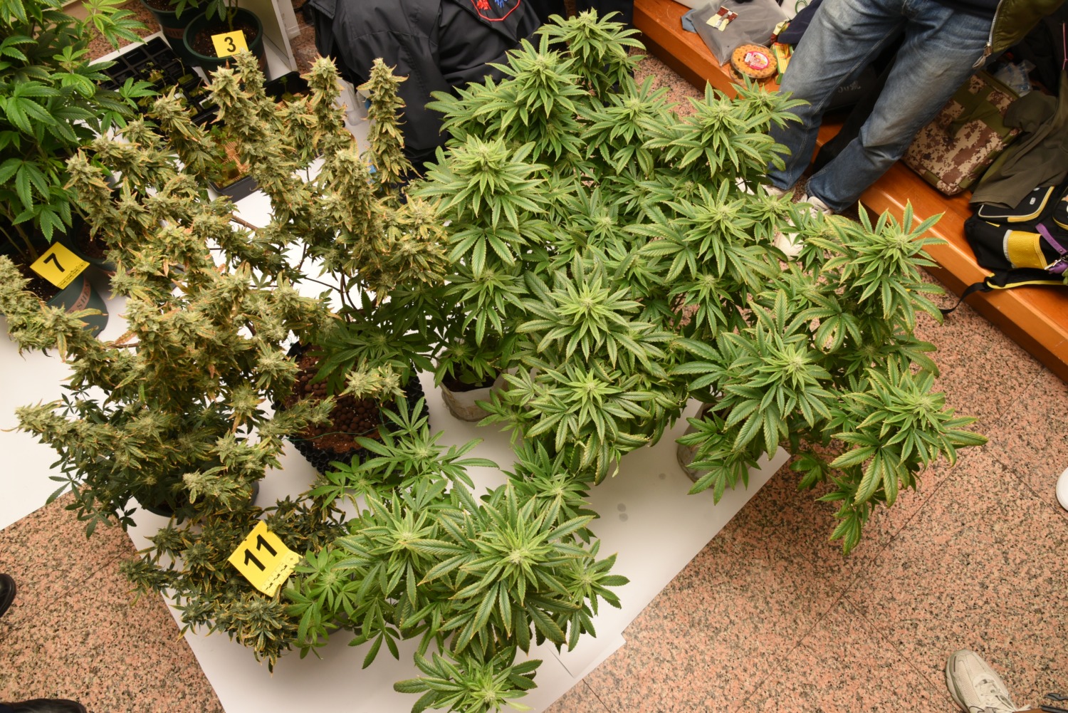 警方搜索民宅改造支大麻農場,查獲大麻植株。(記者徐煜勝翻攝)
