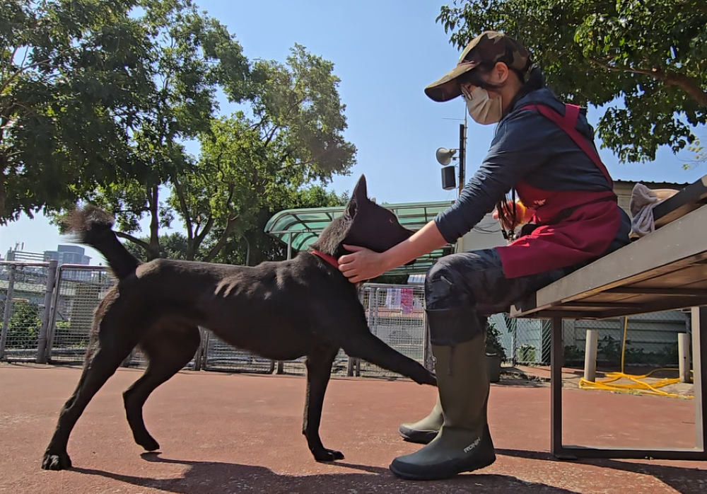 助飼主解決疑難雜症    新北辦犬隻行為訓練教學