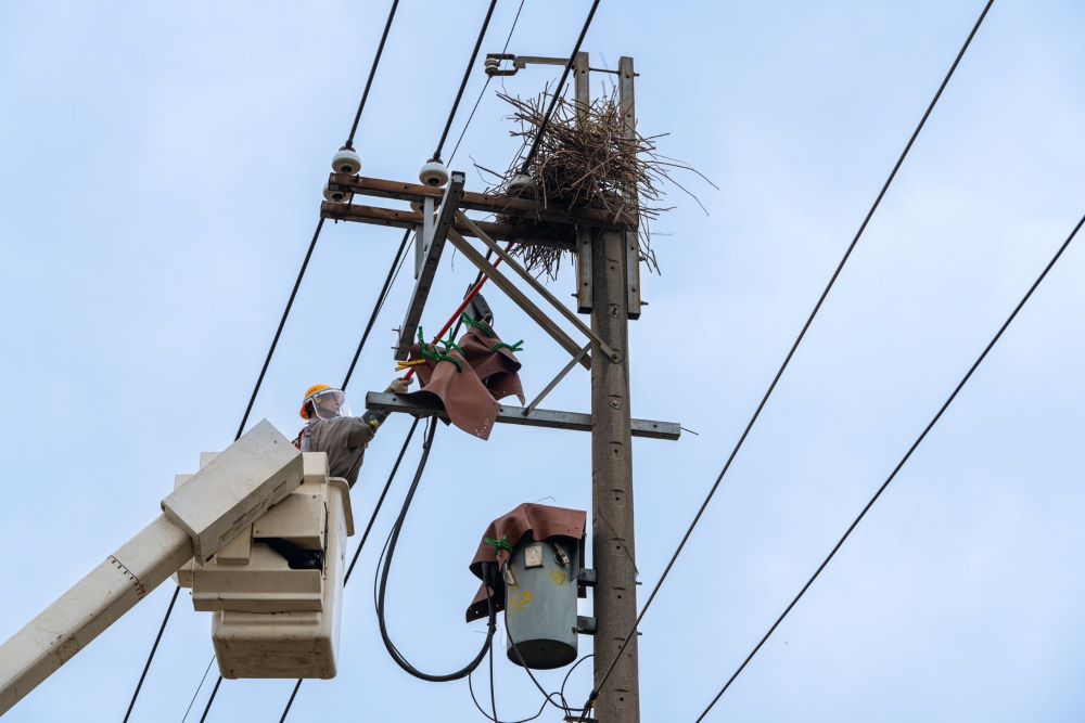 《圖說》北西區處工程人員進行鳥巢清除作業,避免鳥獸觸碰電線造成停電發生。〈台電北西區處提供〉