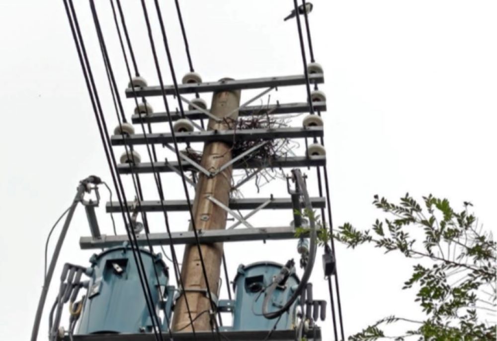 《圖說》電桿上鳥巢移除。〈台電北南區處提供〉