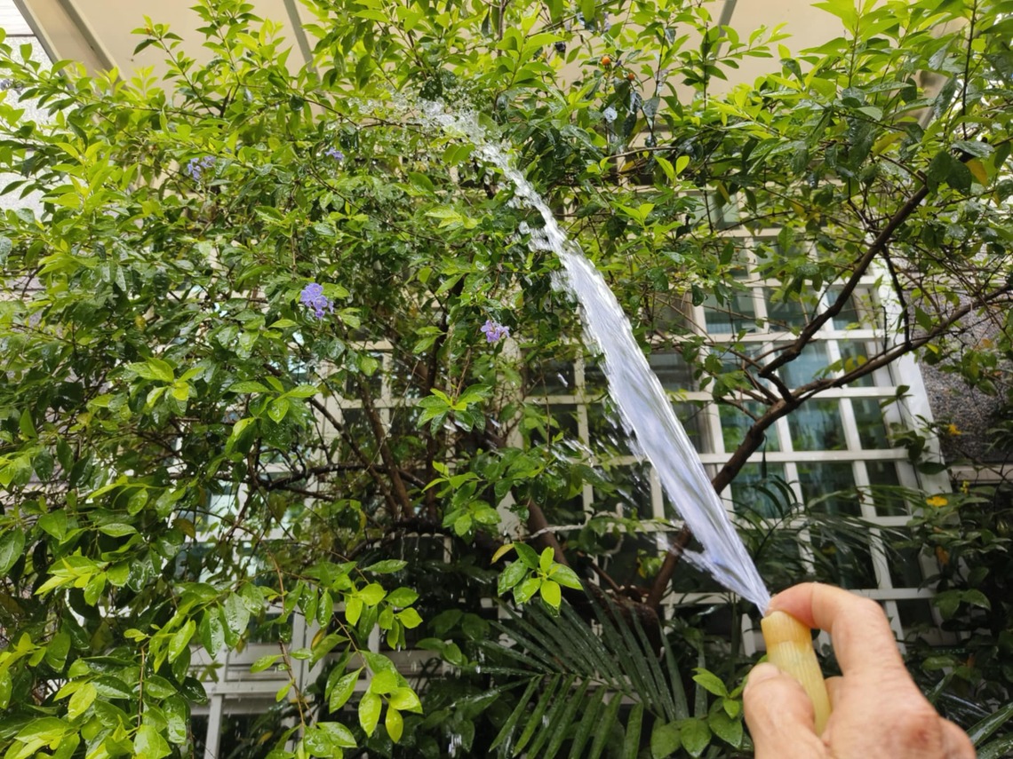 澆花草樹木 為何要澆枝葉?