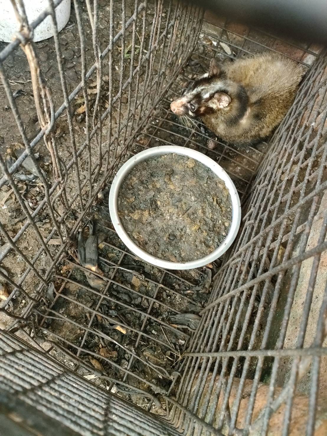 新北動保突查三峽山區 赫見大量野生動物骸骨