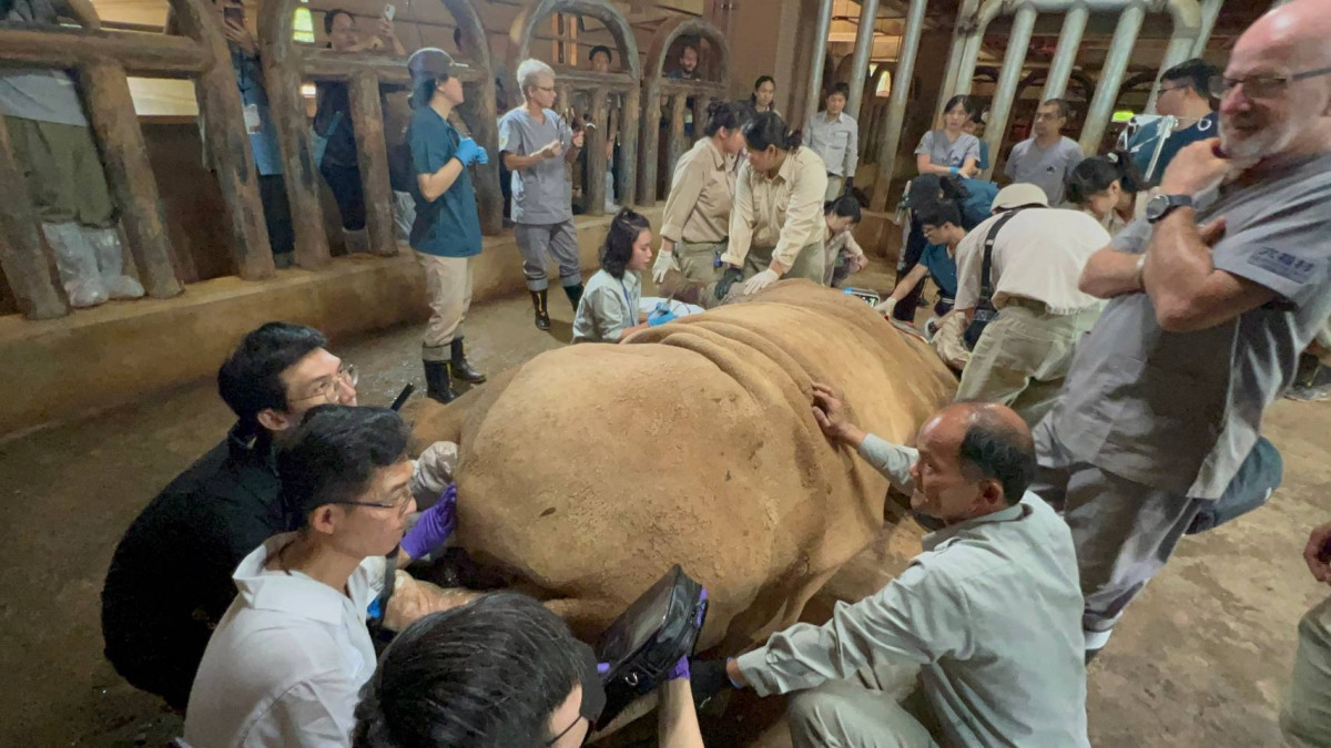 六福村辦理2024巨型草食動物麻醉工作坊國內外專家分組研討活動紀實 。