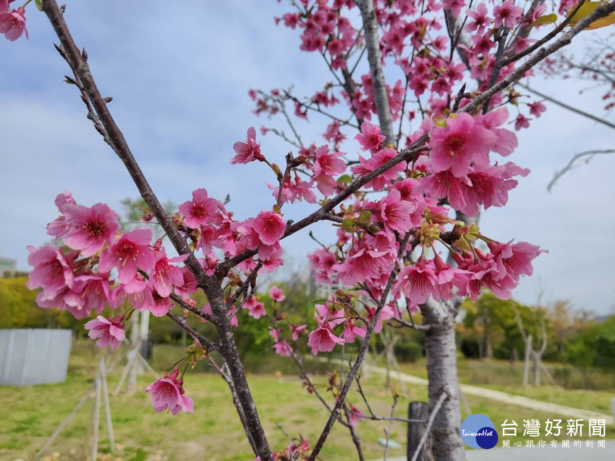 讓樹木有個適合的家！南屯嶺東公園現櫻花綻放點綴初春景色