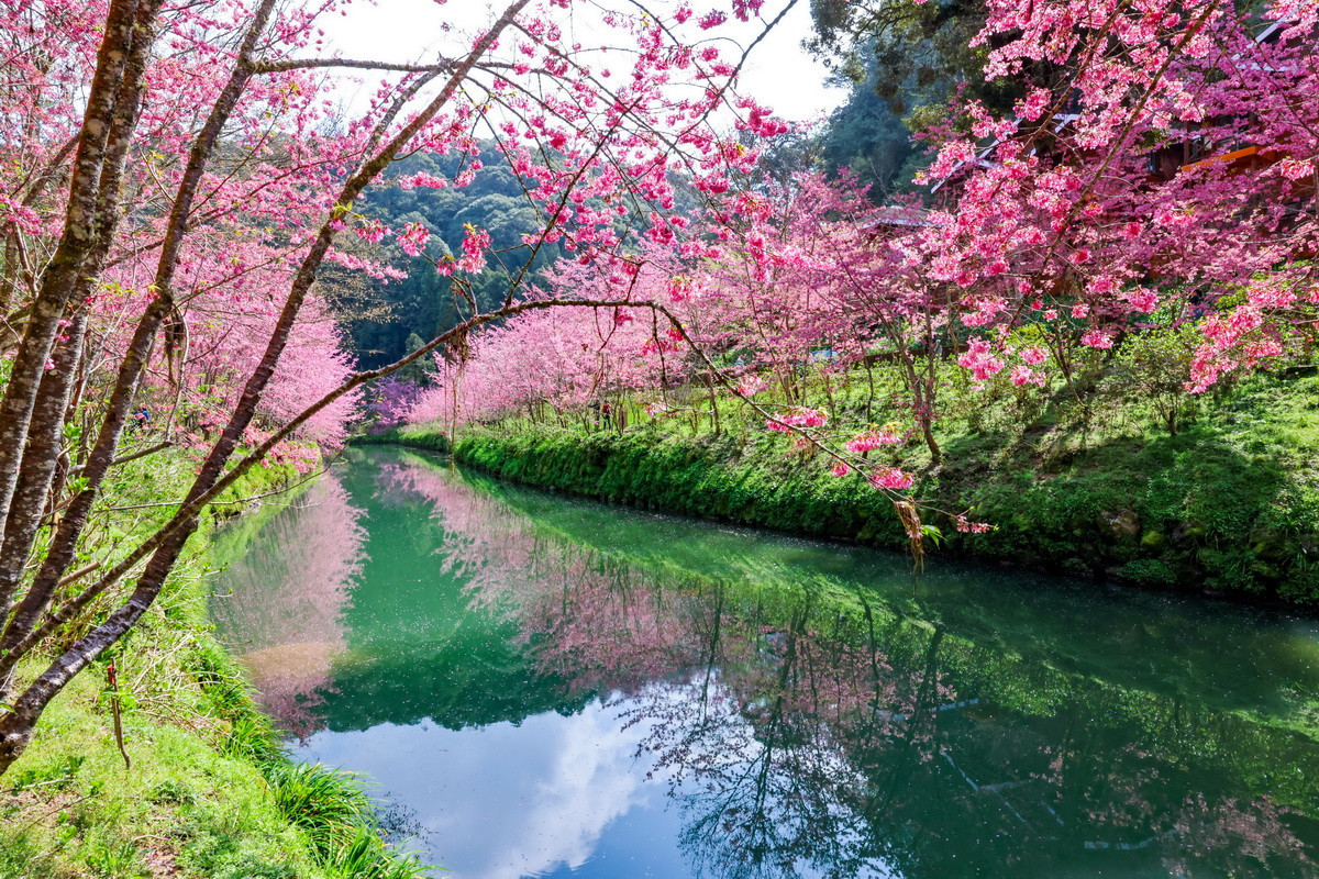 杉林溪河岸粉紅椿寒櫻與水面倒影形成獨步美景。（杉林溪自然教育中心提供）