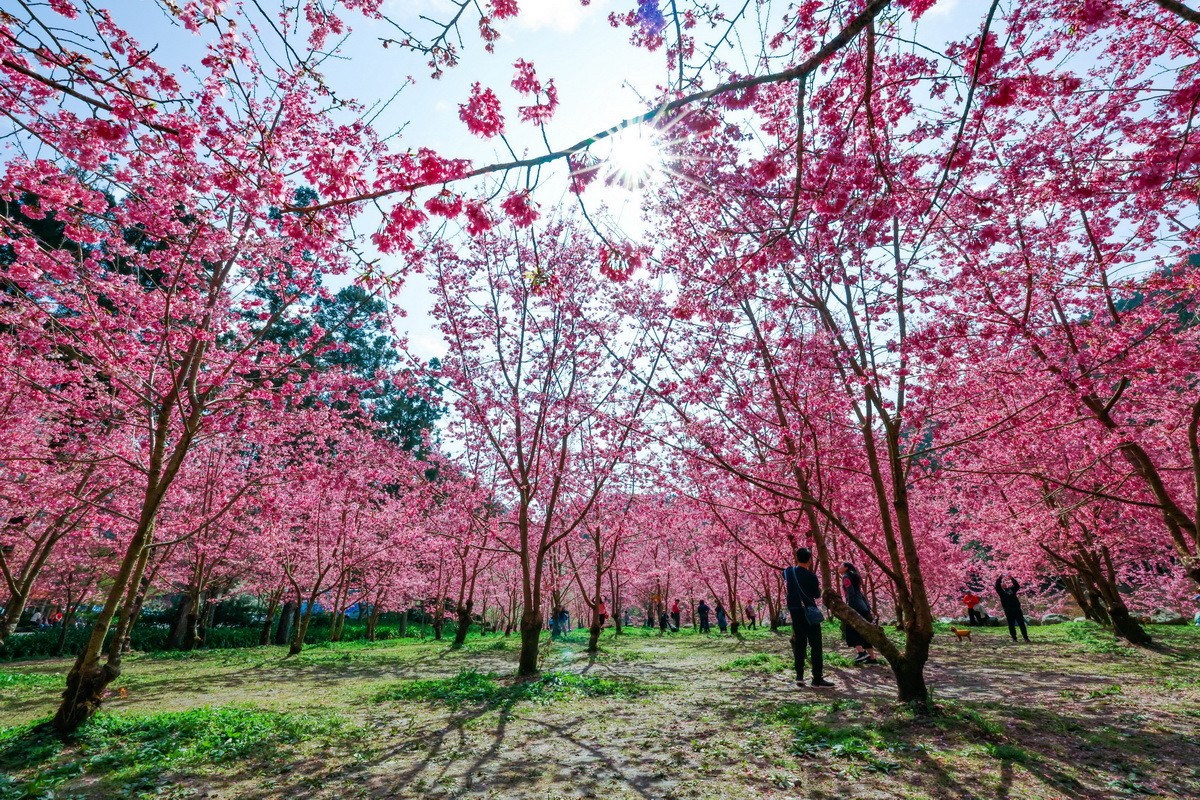 杉林溪大飯店旁一片櫻花林盛開美不勝收。(杉林溪自然教育中心提供)<br /><br />