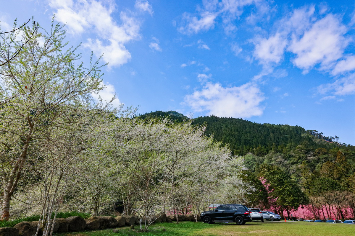 白色的霧社櫻至為壯觀瑰麗。(杉林溪自然教育中心提供)