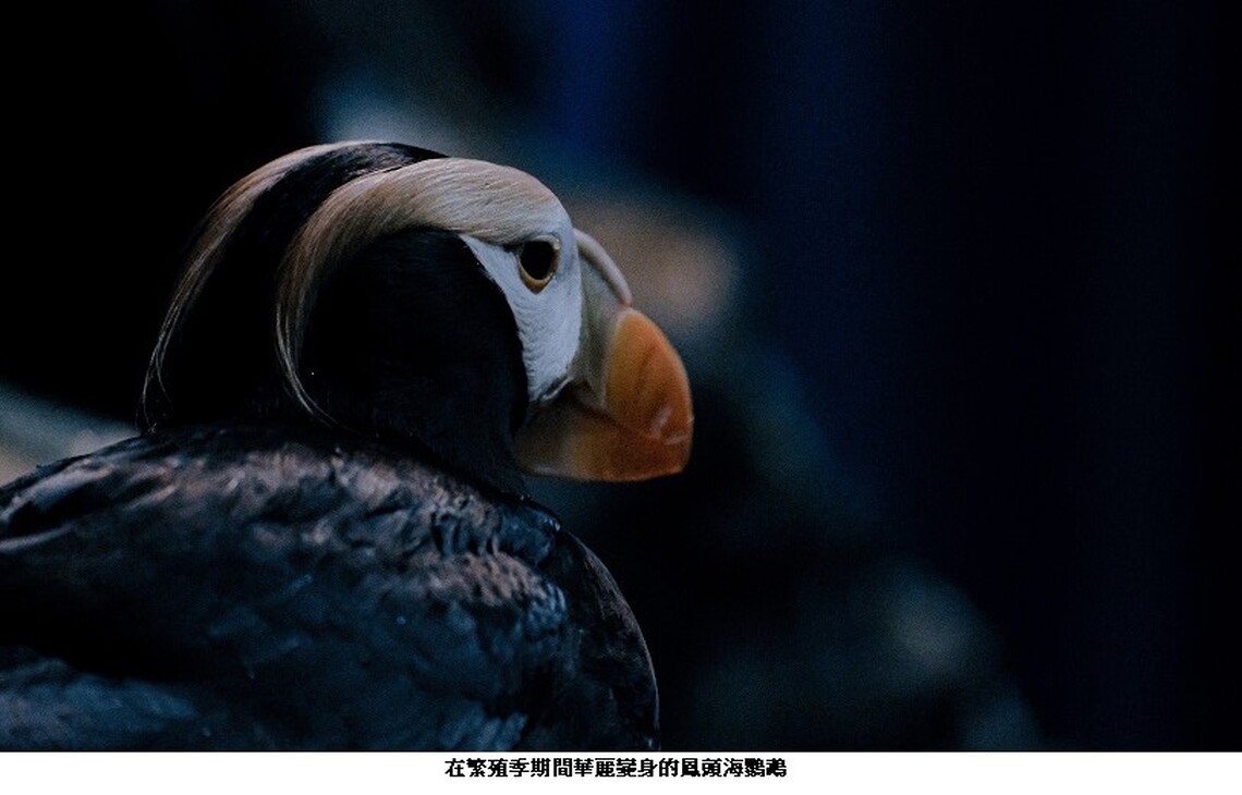迎接繁殖季!屏東海生館鳳頭海鸚鵡即將為愛變身