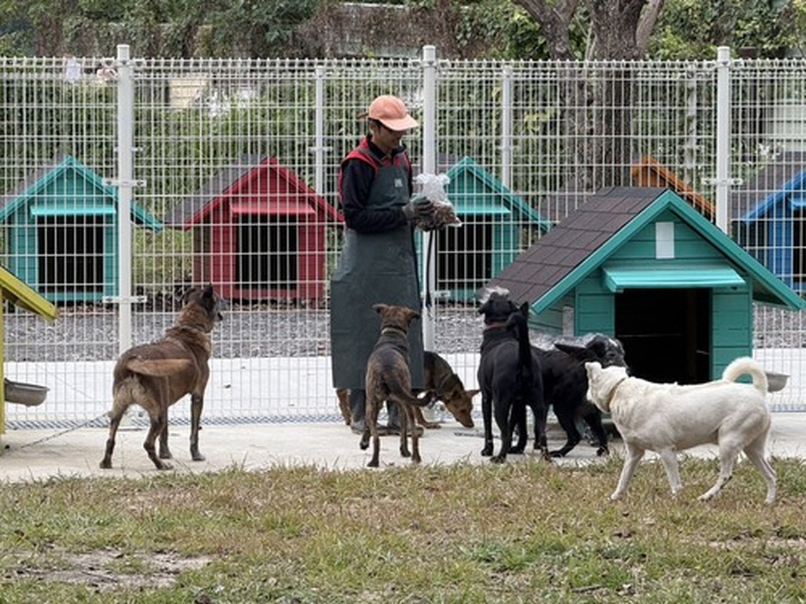 台南首創遊蕩犬暫置區開放認養