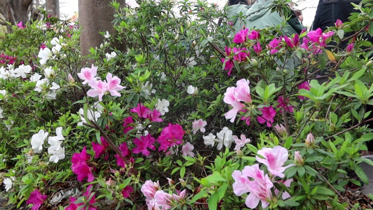 6a9fb188b652eef5e772a18f6a534bcb