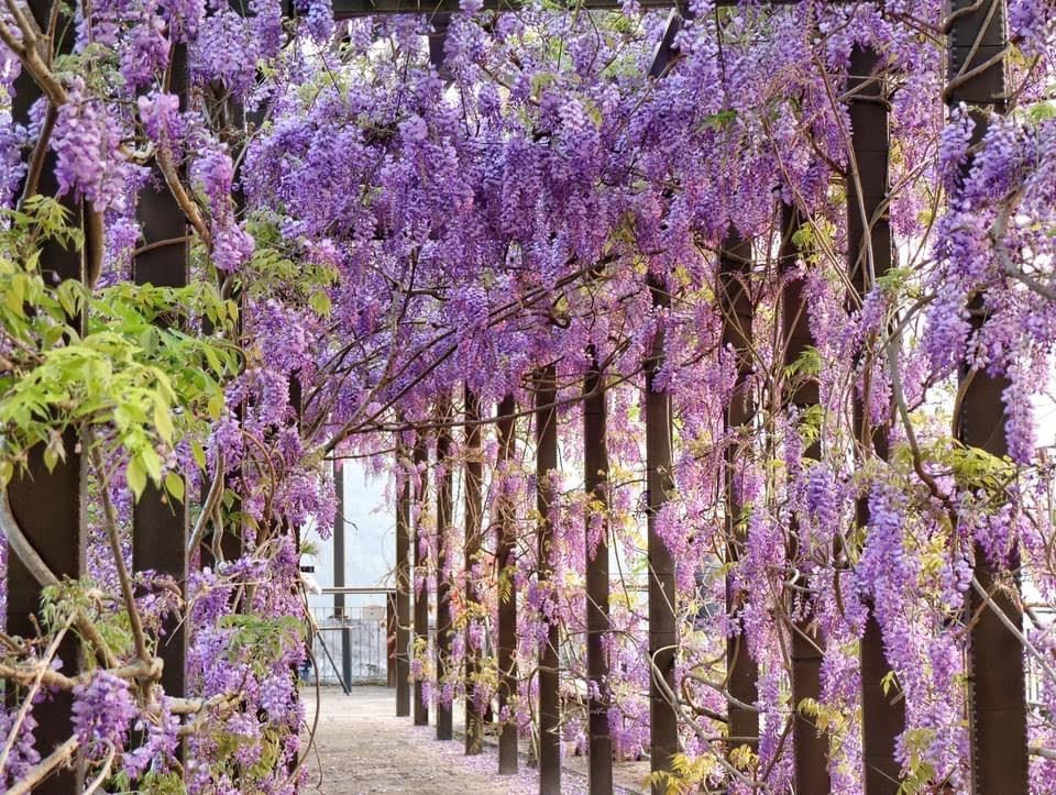 瑞里紫藤花季夢幻登場　花仙子楊淨宇代言　人氣咖啡館推薦浪漫必訪