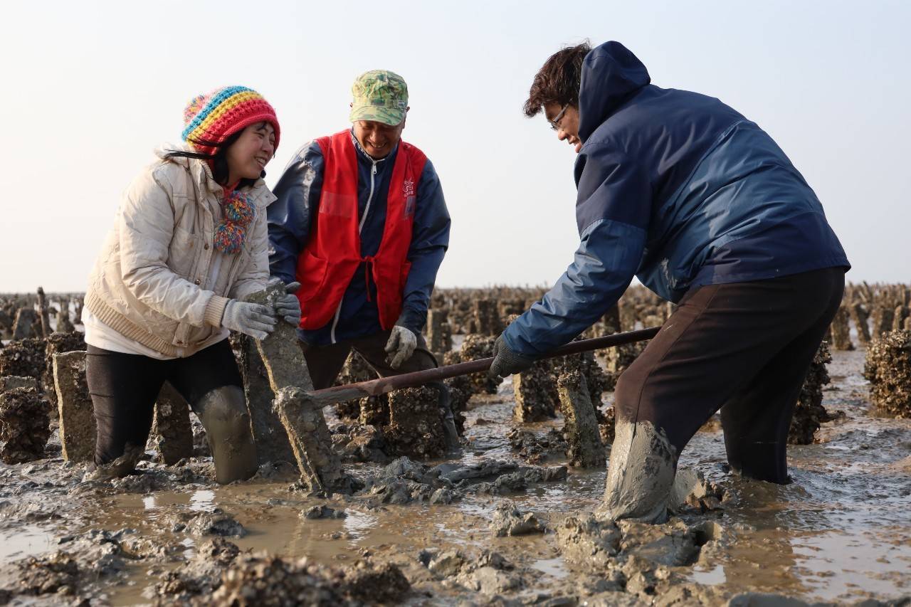 跟著採蚵達人一起下蚵田，了解蚵株石復育、採集石蚵及合力倒石，親身體驗金門傳統的採蚵文化！圖/傑森全球整合行銷提供