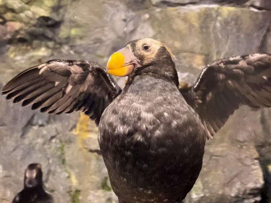 迎接繁殖季!屏東海生館鳳頭海鸚鵡即將為愛變身