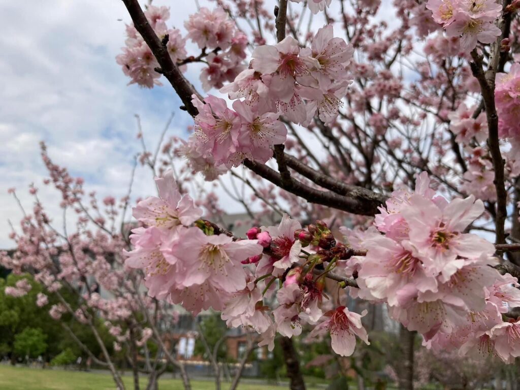 台北大學櫻花祭　3月正式登場