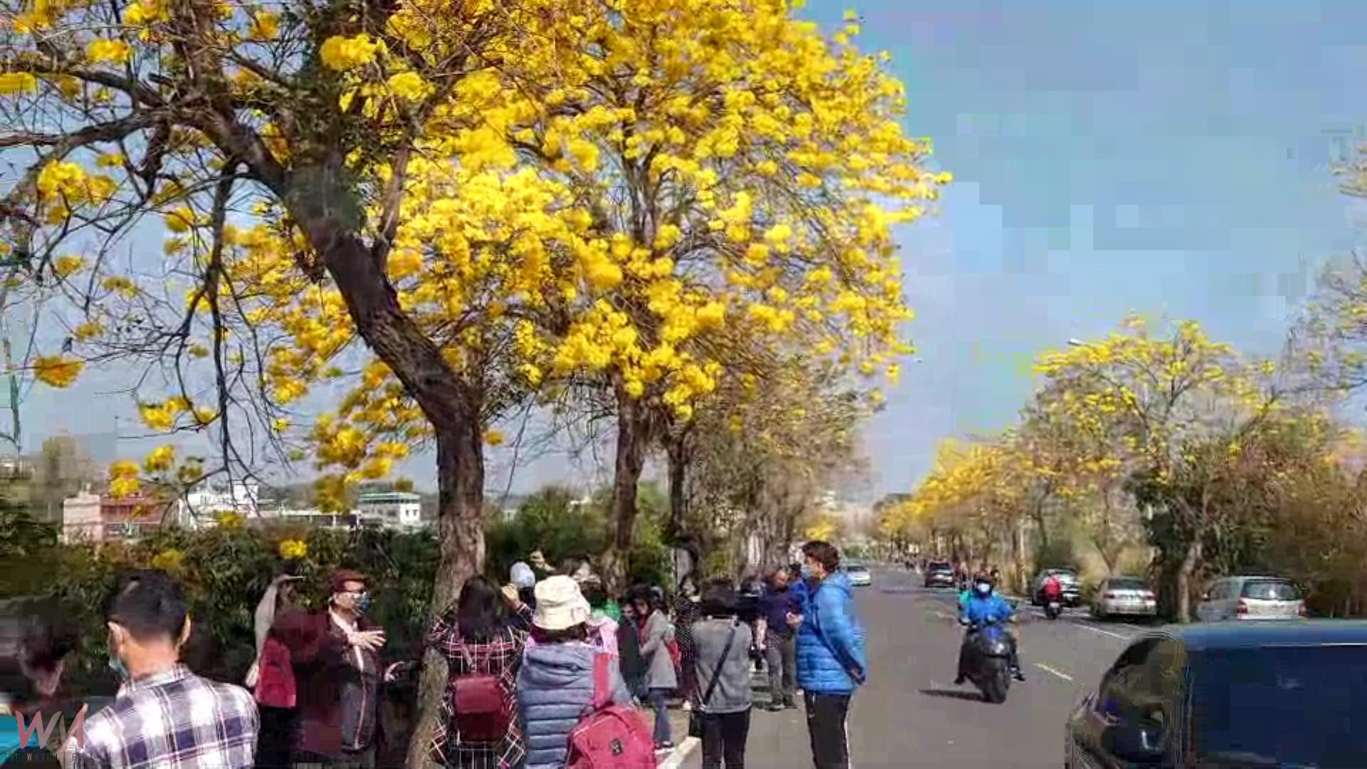 (有影片)/芬園彰南路黃花風鈴木花況異常冷清 遊客減少 攤販不見蹤影 - https://www.watchmedia01.com