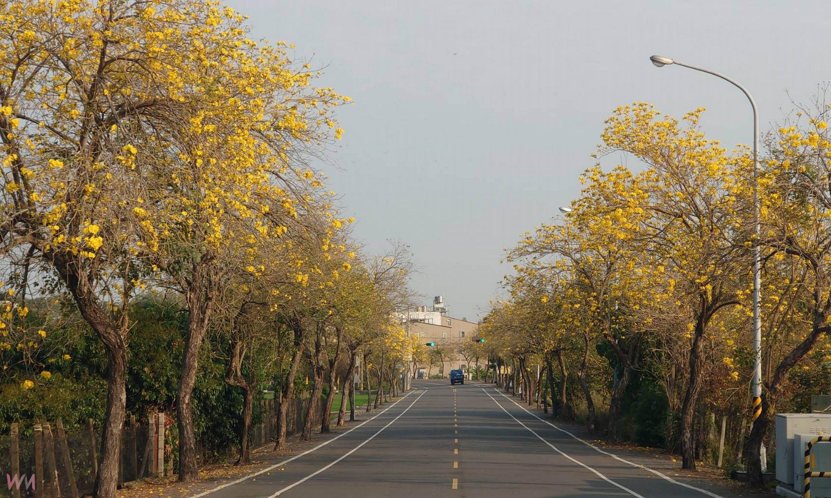 (有影片)/芬園彰南路黃花風鈴木花況異常冷清 遊客減少 攤販不見蹤影 - https://www.watchmedia01.com
