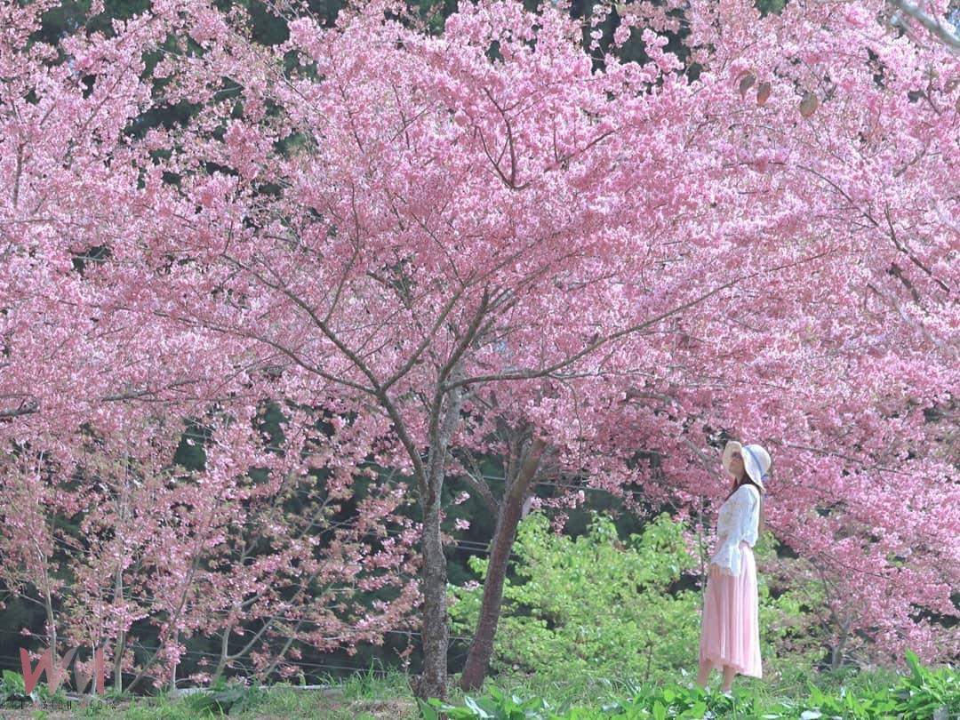 台中市花都繽紛浪漫！觀旅局報給您知　揭曉一年四季賞花情報 - https://www.watchmedia01.com