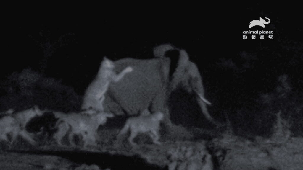 獅群以群體圍攻的策略,於夜間獵殺體型比牠們大 30 倍的大象