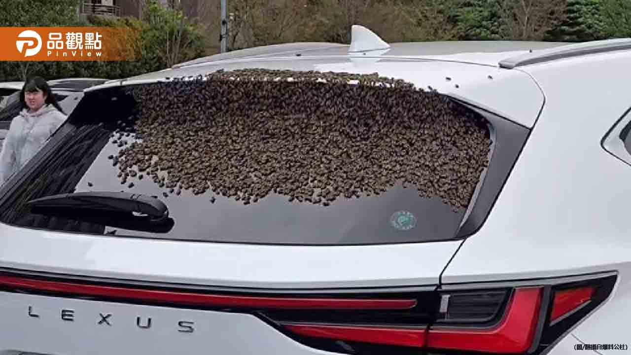 超可怕！蜜蜂攻佔汽車擋風玻璃！「密密麻麻」一整群