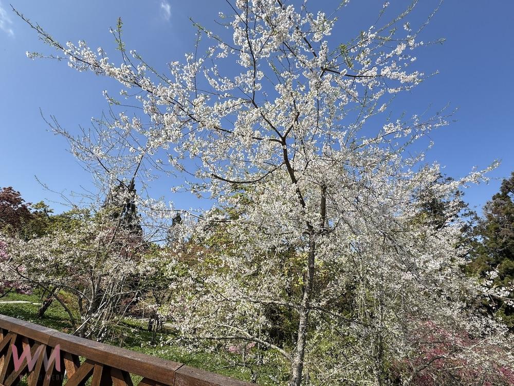 2025阿里山花季暨森旅季　今起盛大開鑼