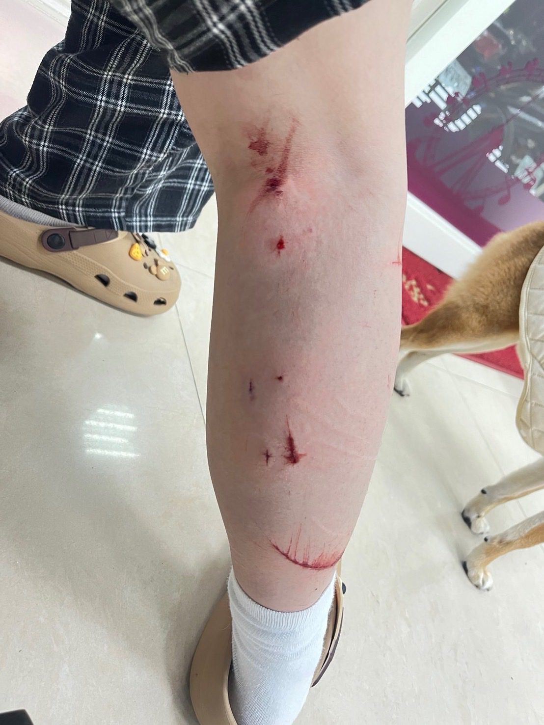 三重驚魂!家貓尾隨攻擊遛狗飼主 飼主遭抓傷挨罰3千元