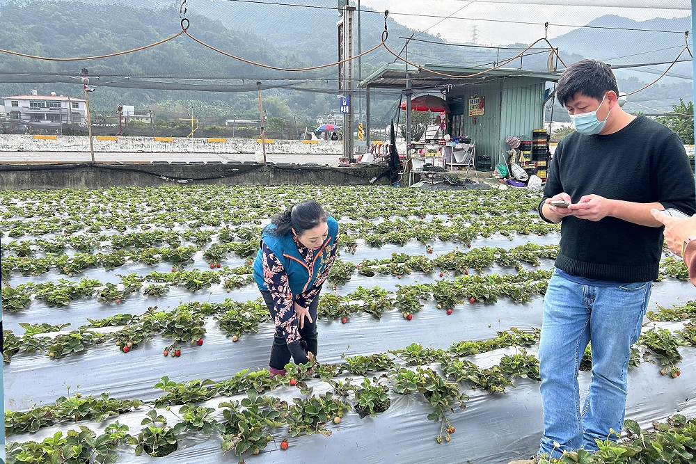 南投國姓草莓災損　今起可至公所申請現金救助 221