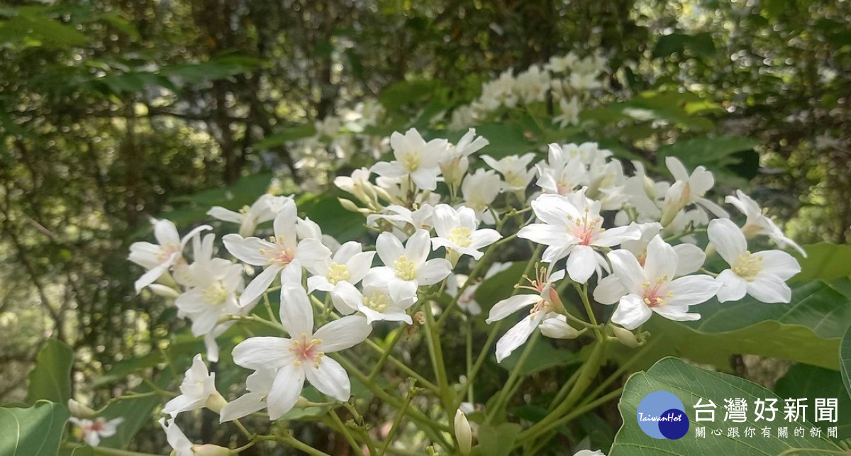 瓦拉米步道山風賞桐花。(玉管處提供)