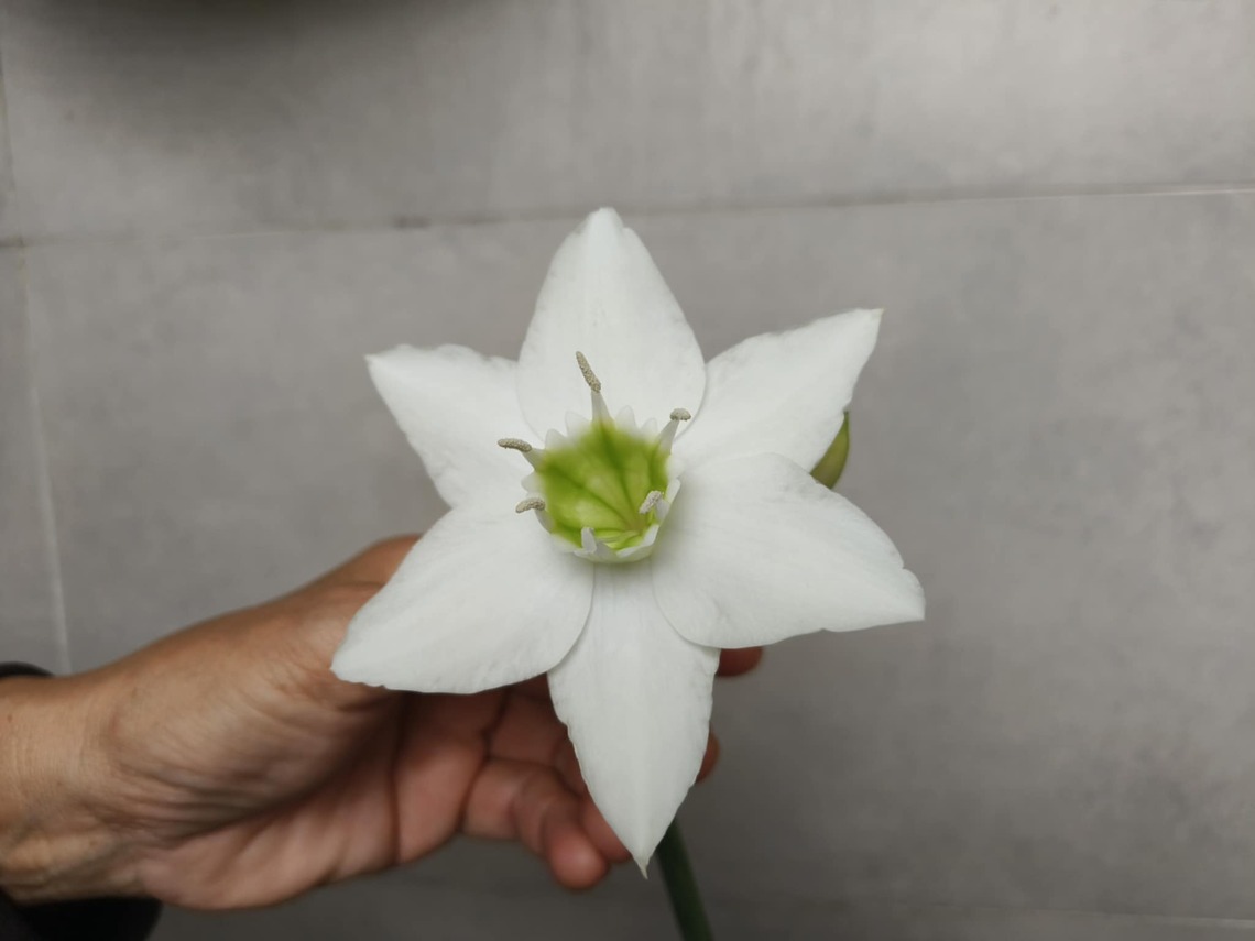 亞馬遜百合 屏東市民宅種植一株 近日開花