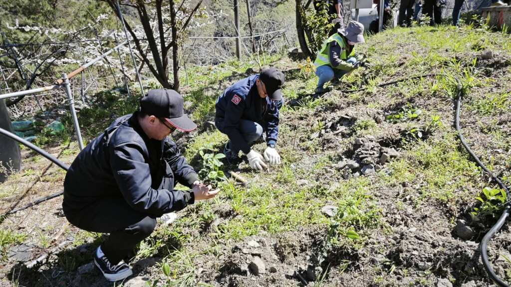 ▲為響應植樹節的永續環保精神，交通部觀光署參山國家風景區管理處今(12)日在苗栗南庄、梨山及南投名間三地轄區，同步舉辦植樹與送樹苗活動。（參山處提供）