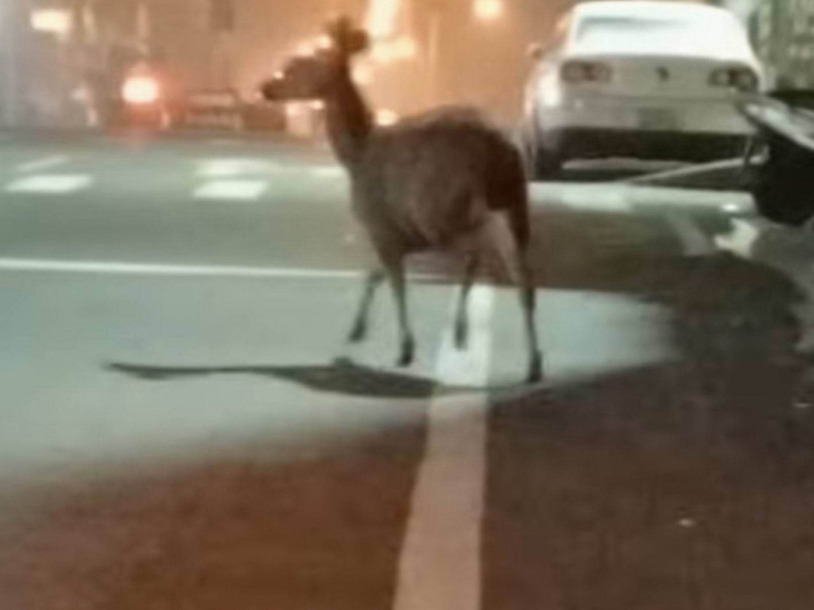 彰化街頭驚見水鹿!驚慌亂竄險與車輛相撞 引發棲地疑慮 - https://www.watchmedia01.com