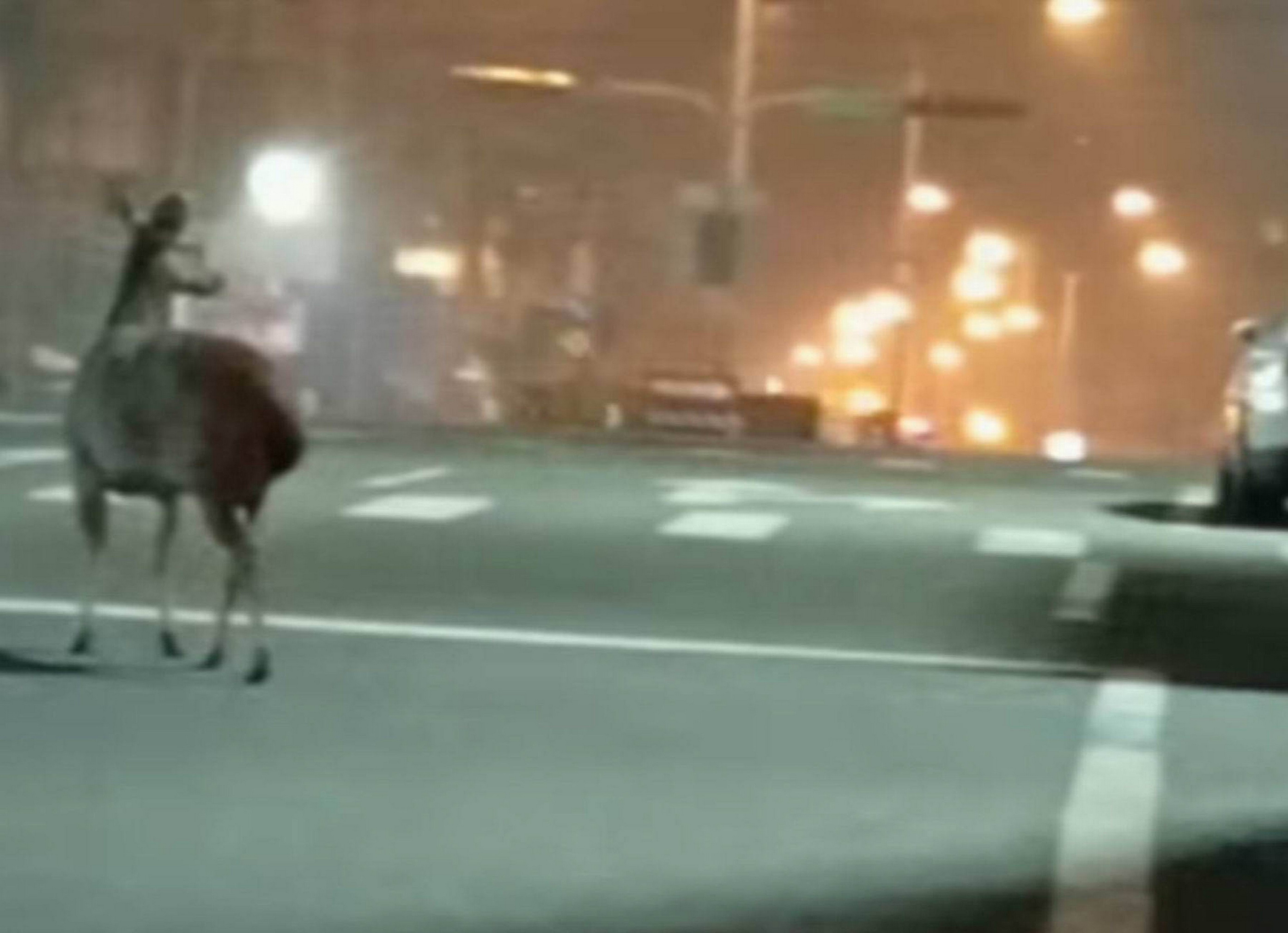 彰化街頭驚見水鹿!驚慌亂竄險與車輛相撞 引發棲地疑慮 - https://www.watchmedia01.com