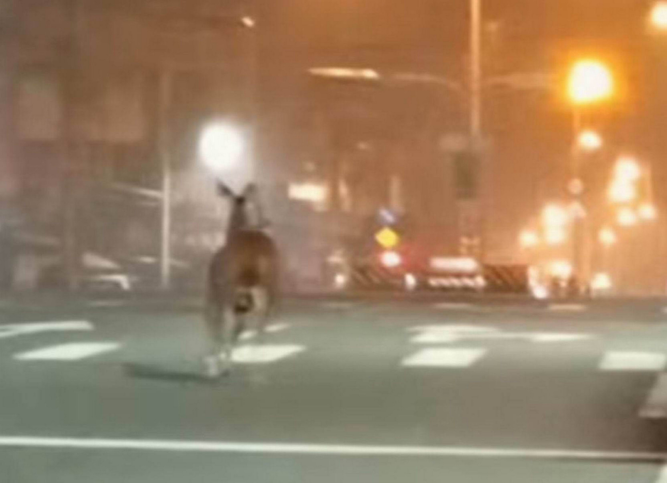 彰化街頭驚見水鹿!驚慌亂竄險與車輛相撞 引發棲地疑慮 - https://www.watchmedia01.com