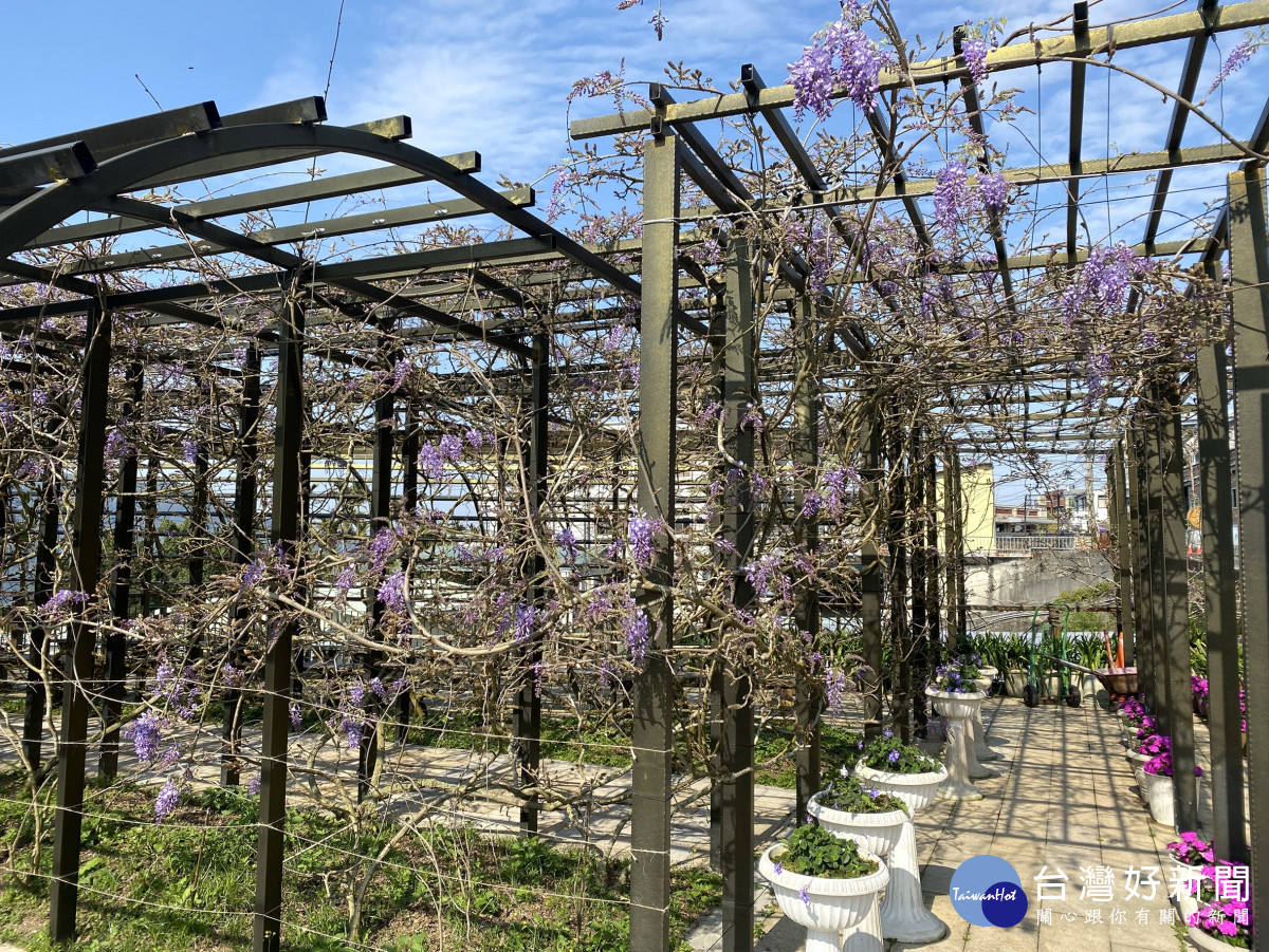 嘉義縣瑞里紫藤花季3月15日登場，瑞里茶壺民宿目前花況／嘉義縣府提供