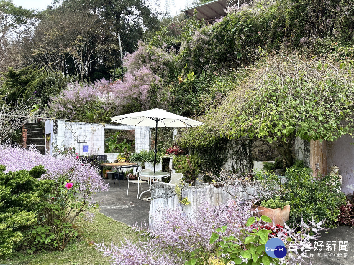 嘉義縣瑞里紫藤花季3月15日登場,阿喜紫藤民宿目前花況/嘉義縣府提供