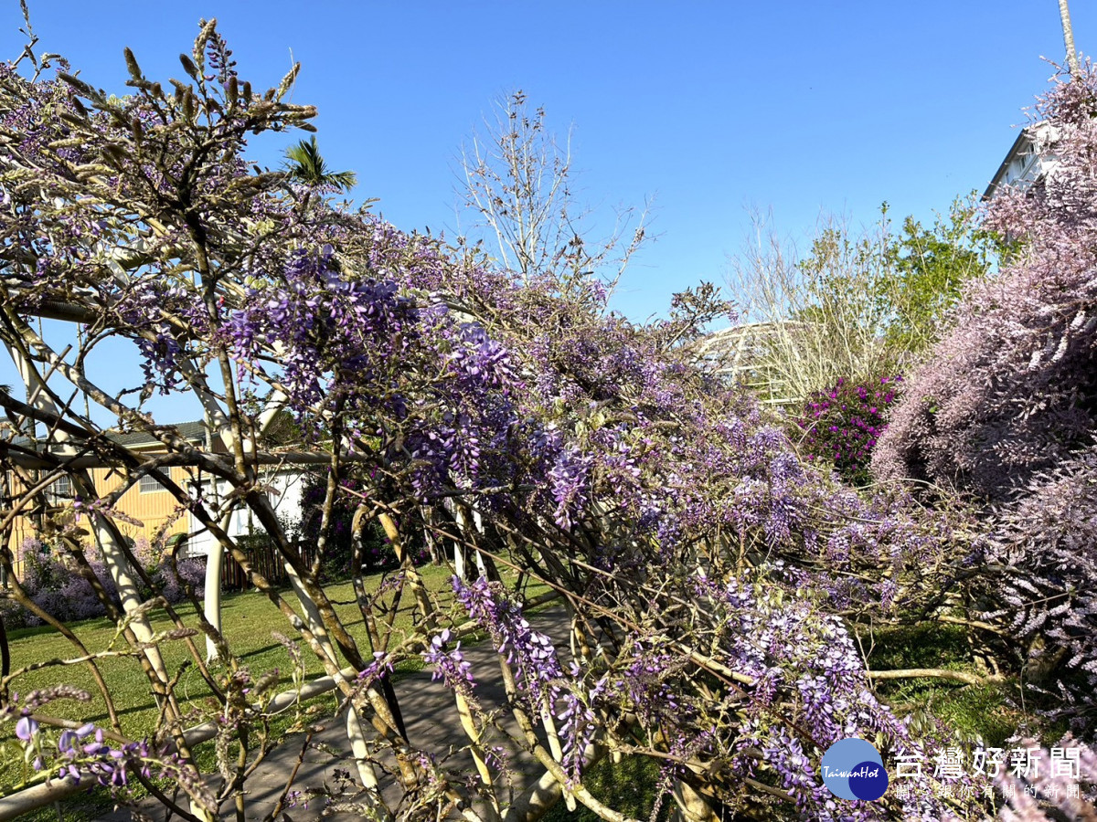 嘉義縣瑞里紫藤花季3月15日登場,王鼎茶園民宿目前花況/嘉義縣府提供
