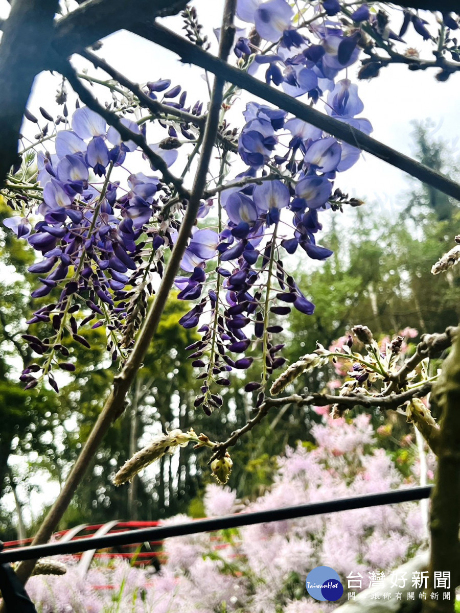 嘉義縣瑞里紫藤花季3月15日登場,青葉山莊目前花況/嘉義縣府提供