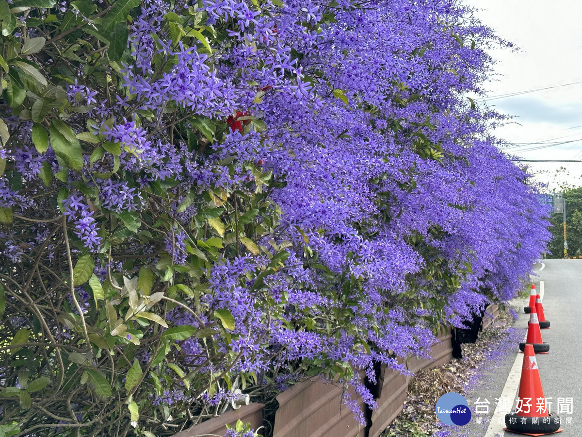 中寮鄉錫葉藤花牆已盛開。（記者扶小萍攝）