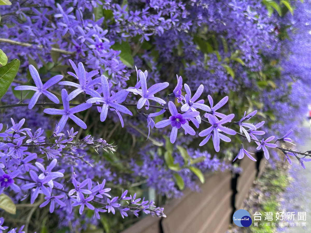 錫葉藤花中有花甚是奇特。(記者扶小萍攝)