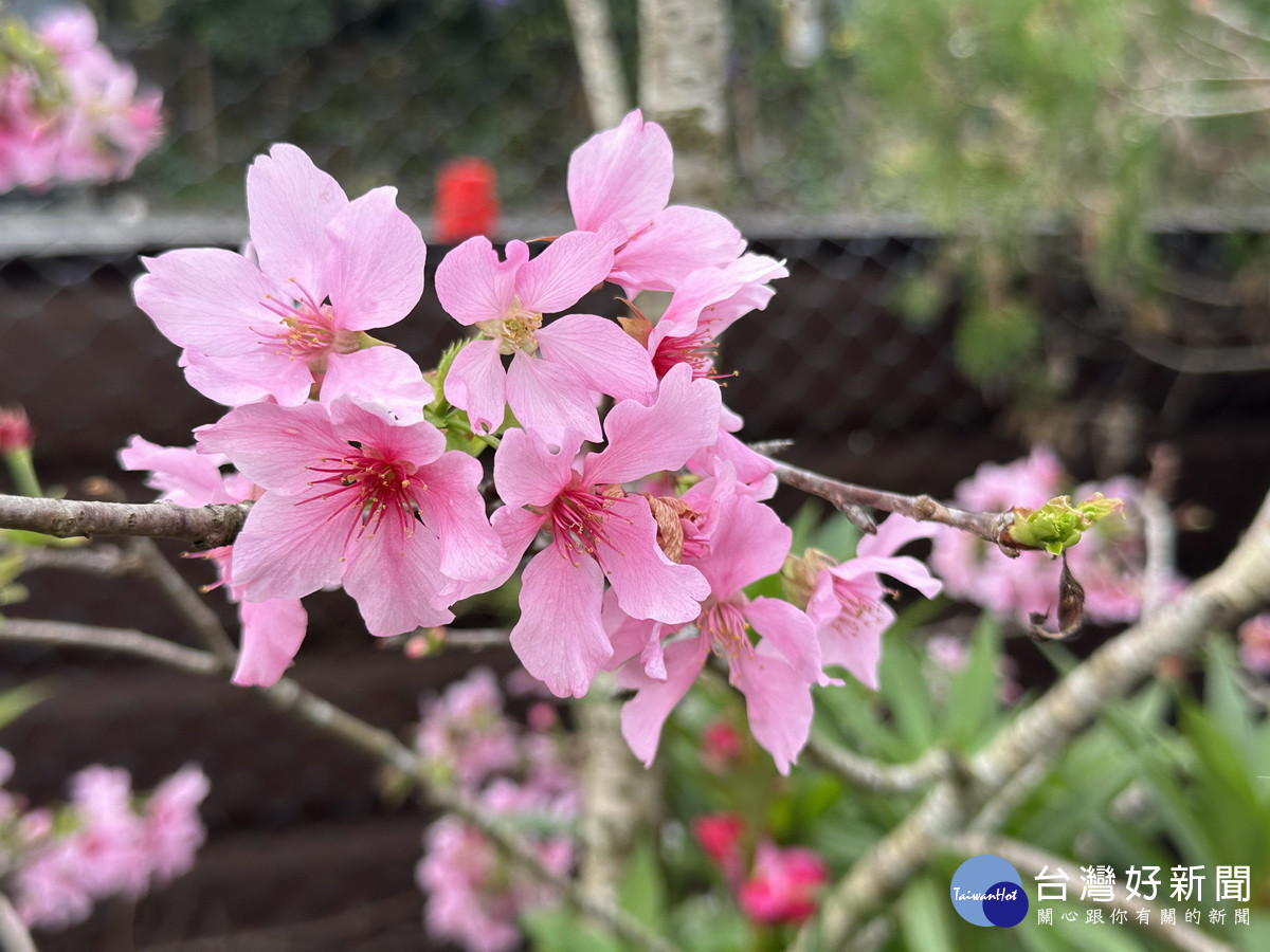 昭和櫻粉色花十分柔美。(記者扶小萍攝)